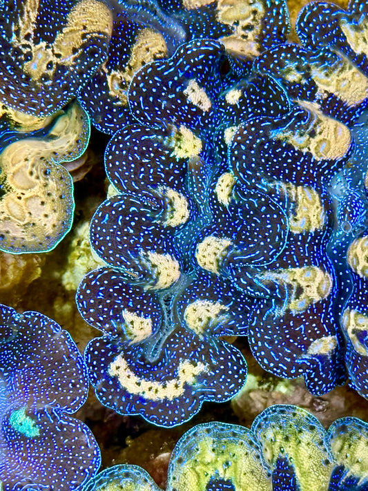 Captive Bred Cultured  Tridacna Clam 2” to 2.5 inches K