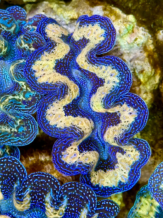 Captive Bred Cultured  Tridacna Clam 2” to 2.5 inches K