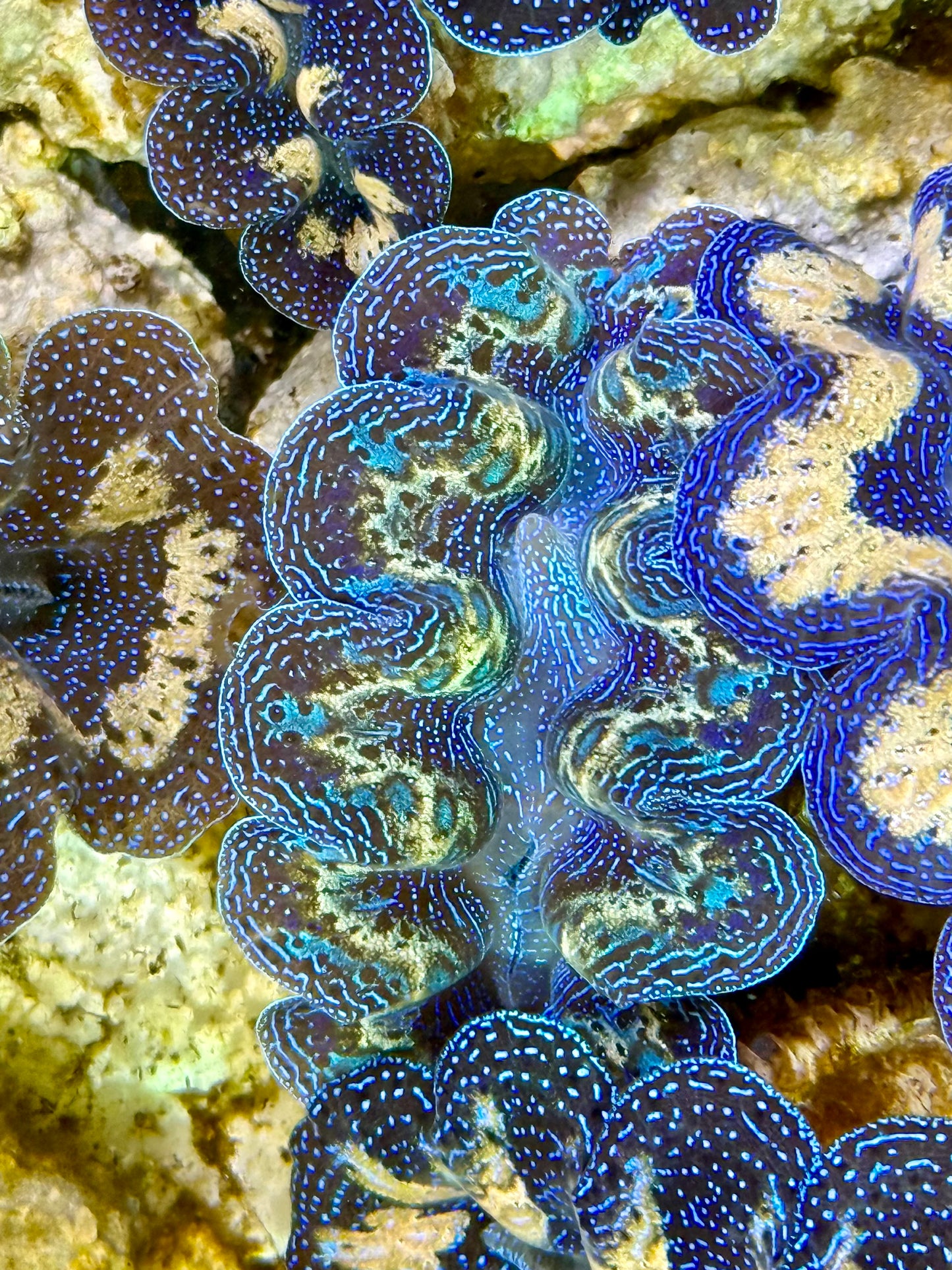 Captive Bred Cultured Rainbow Tridacna Clam 2” to 2.5 inches K