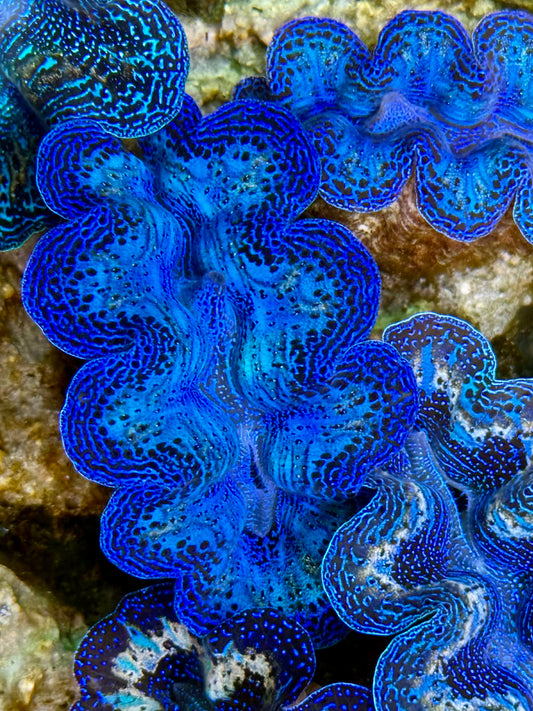 Captive Bred Cultured Rainbow Tridacna Clam 2” to 2.5 inches K