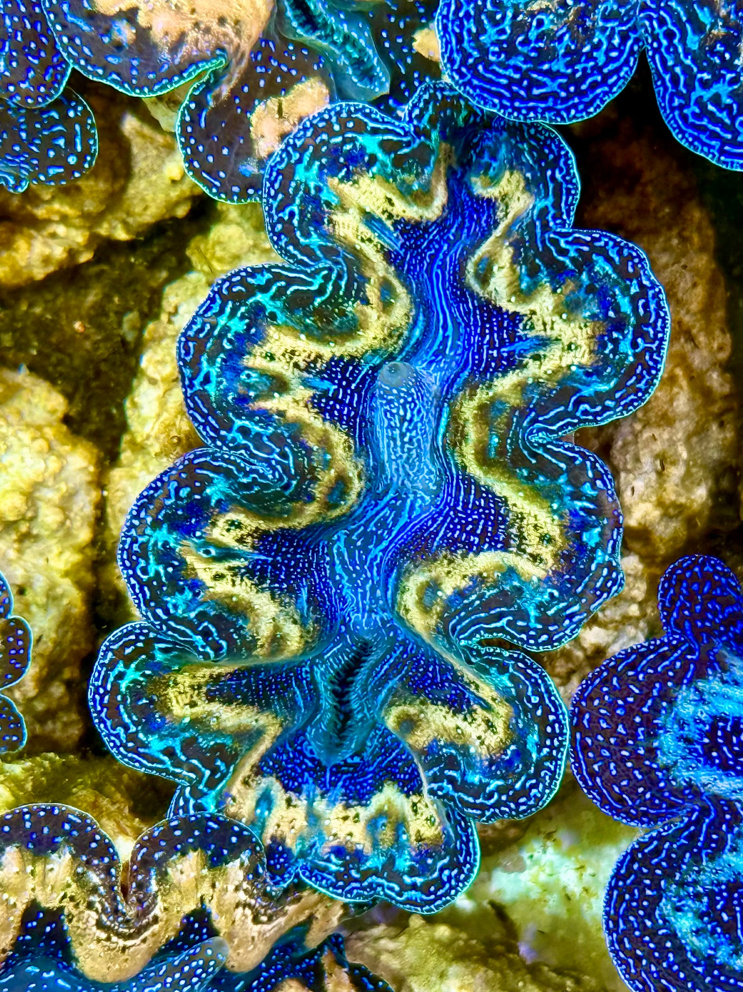 Captive Bred Cultured Rainbow Tridacna Clam 2” to 2.5 inches K