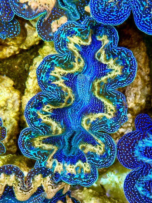 Captive Bred Cultured Rainbow Tridacna Clam 2” to 2.5 inches K