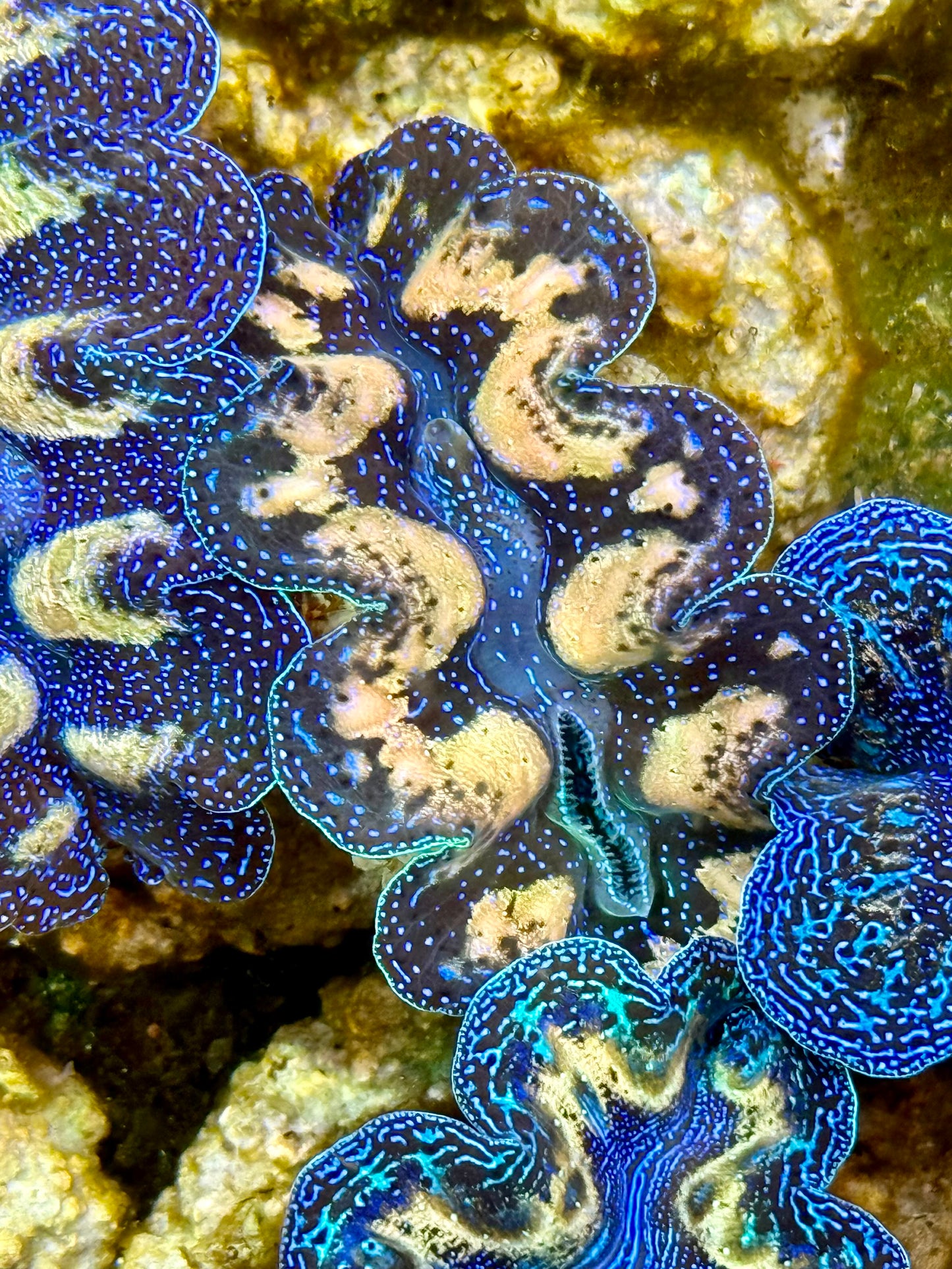 Captive Bred Cultured  Tridacna Clam 2” to 2.5 inches K