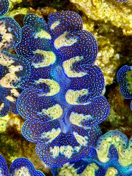 Captive Bred Cultured  Tridacna Clam 2” to 2.5 inches K