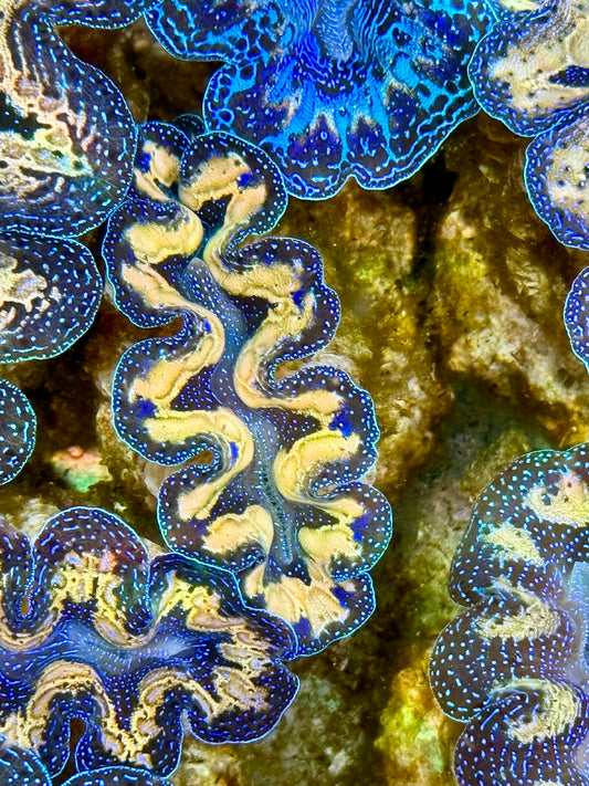 Captive Bred Cultured  Tridacna Clam 2” to 2.5 inches K