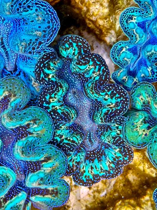 Captive Bred Cultured Rainbow Tridacna Clam 2” to 2.5 inches N