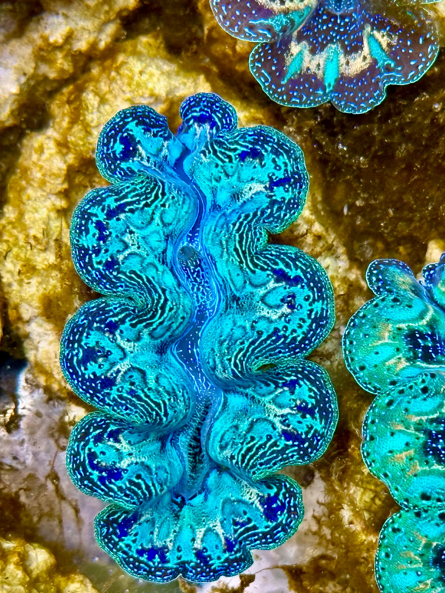 Captive Bred Cultured Rainbow Tridacna Clam 2” to 2.5 inches N