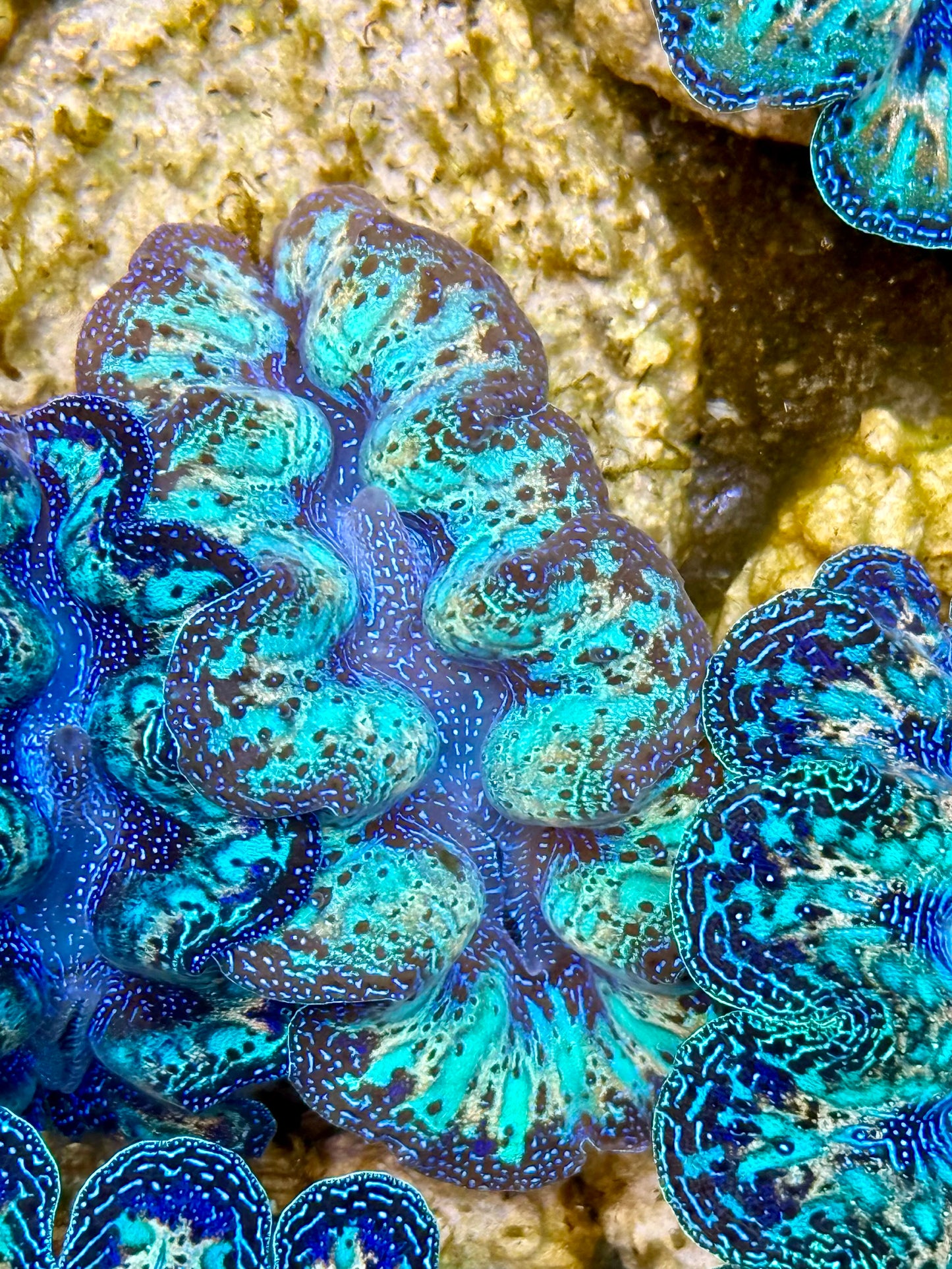 Captive Bred Cultured Rainbow Tridacna Clam 2” to 2.5 inches N