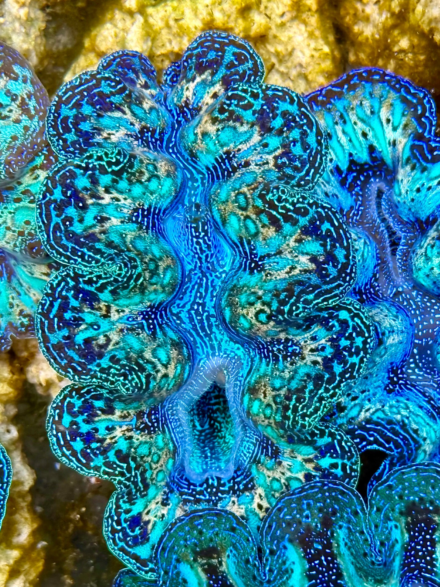 Captive Bred Cultured Rainbow Tridacna Clam 2” to 2.5 inches N