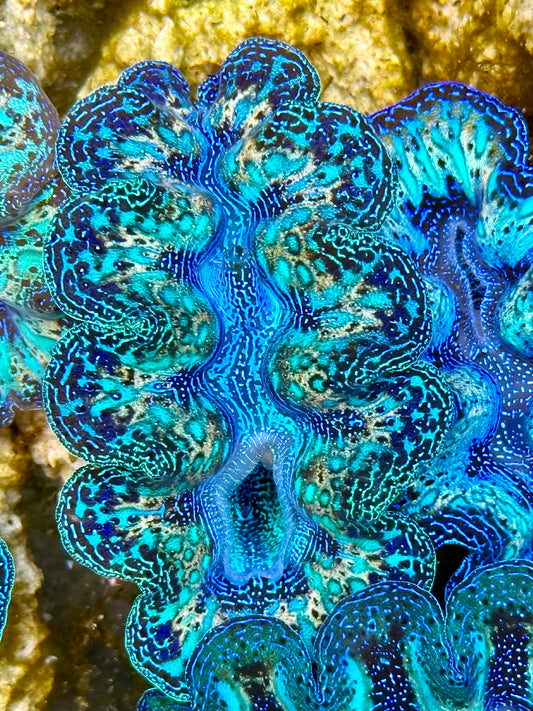 Captive Bred Cultured Rainbow Tridacna Clam 2” to 2.5 inches N