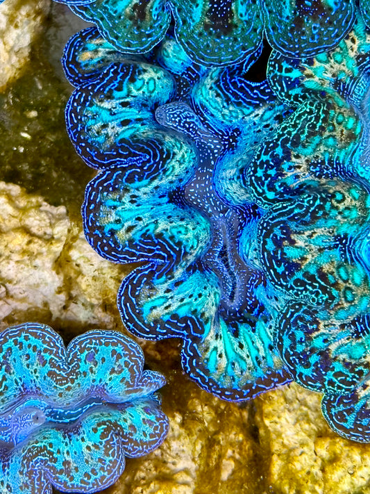 Captive Bred Cultured Rainbow Tridacna Clam 2” to 2.5 inches