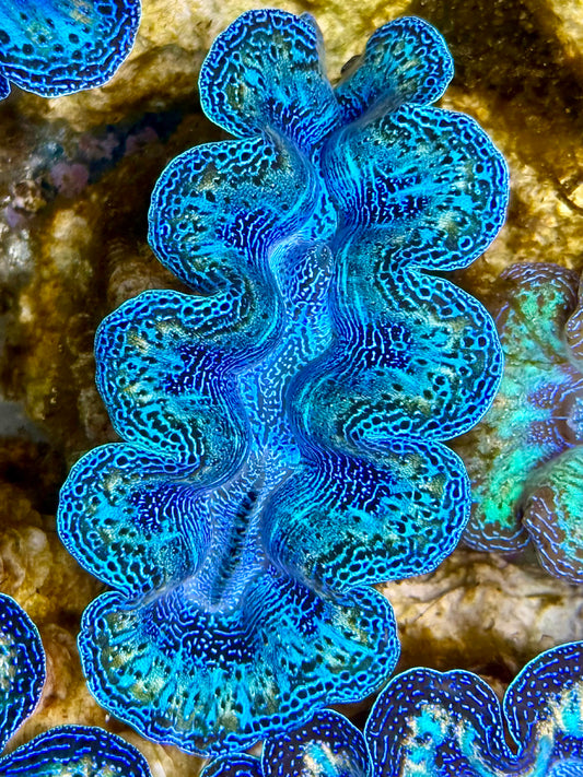 Captive Bred Cultured Rainbow Tridacna Clam 2” to 2.5 inches N