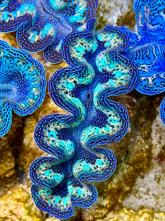 Captive Bred Cultured Rainbow Tridacna Clam 2” to 2.5 inches N