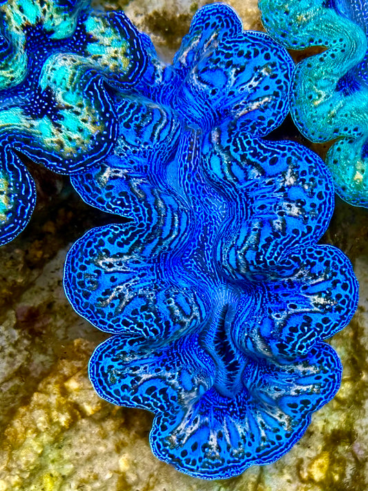 Captive Bred Cultured Rainbow Tridacna Clam 2” to 2.5 inches N