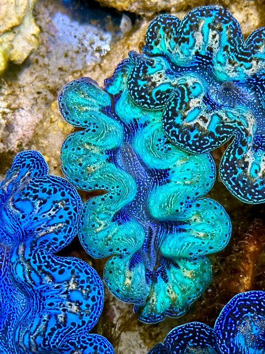 Captive Bred Cultured Rainbow Tridacna Clam 2” to 2.5 inches N