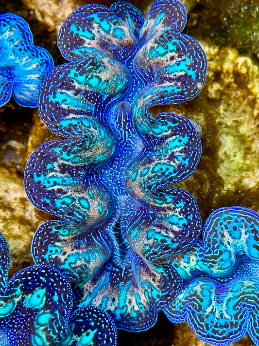 Captive Bred Cultured Rainbow Tridacna Clam 2” to 2.5 inches N