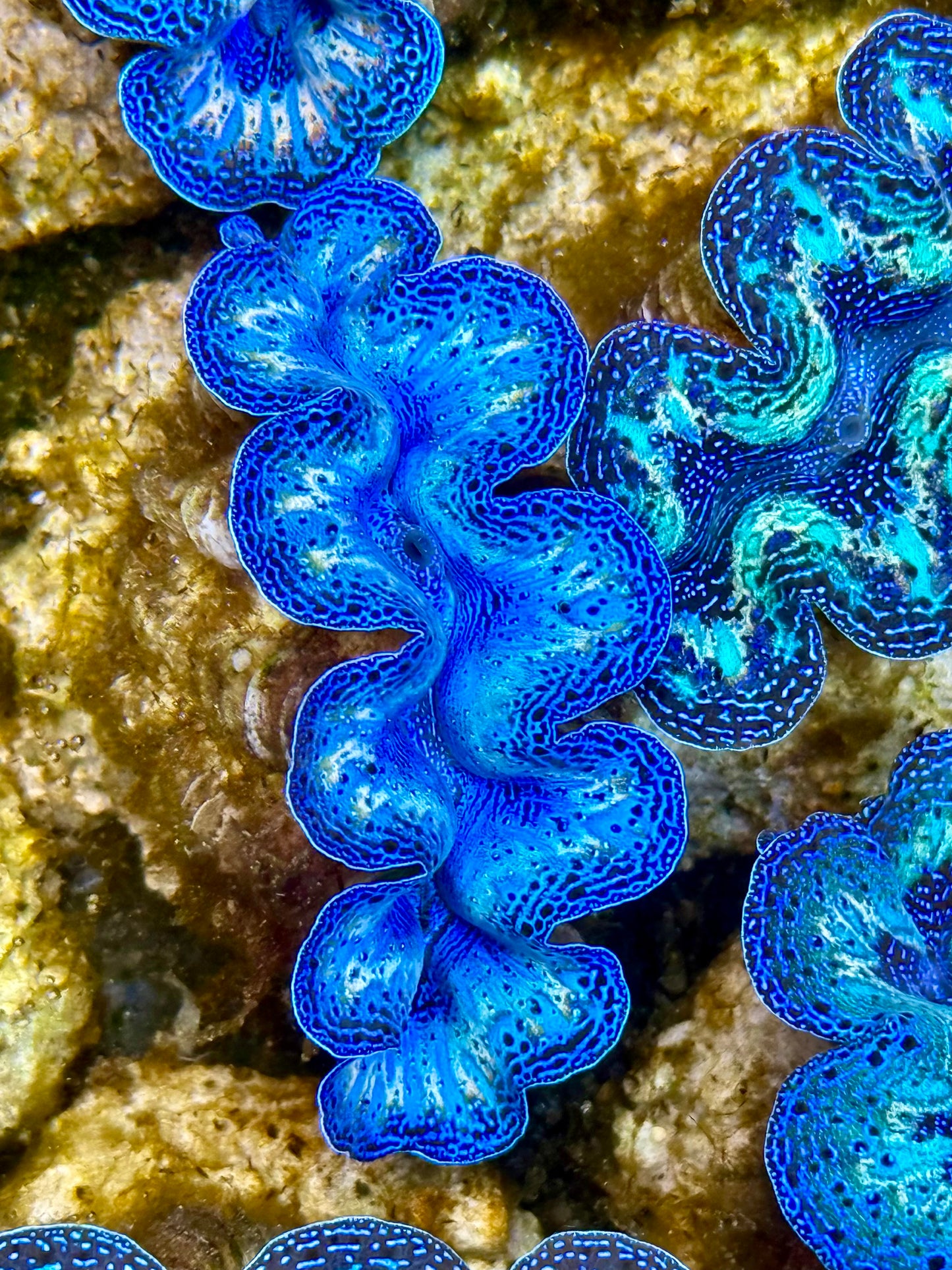 Captive Bred Cultured Rainbow Tridacna Clam 2” to 2.5 inches N