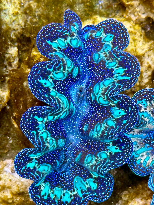 Captive Bred Cultured Rainbow Tridacna Clam 2” to 2.5 inches N