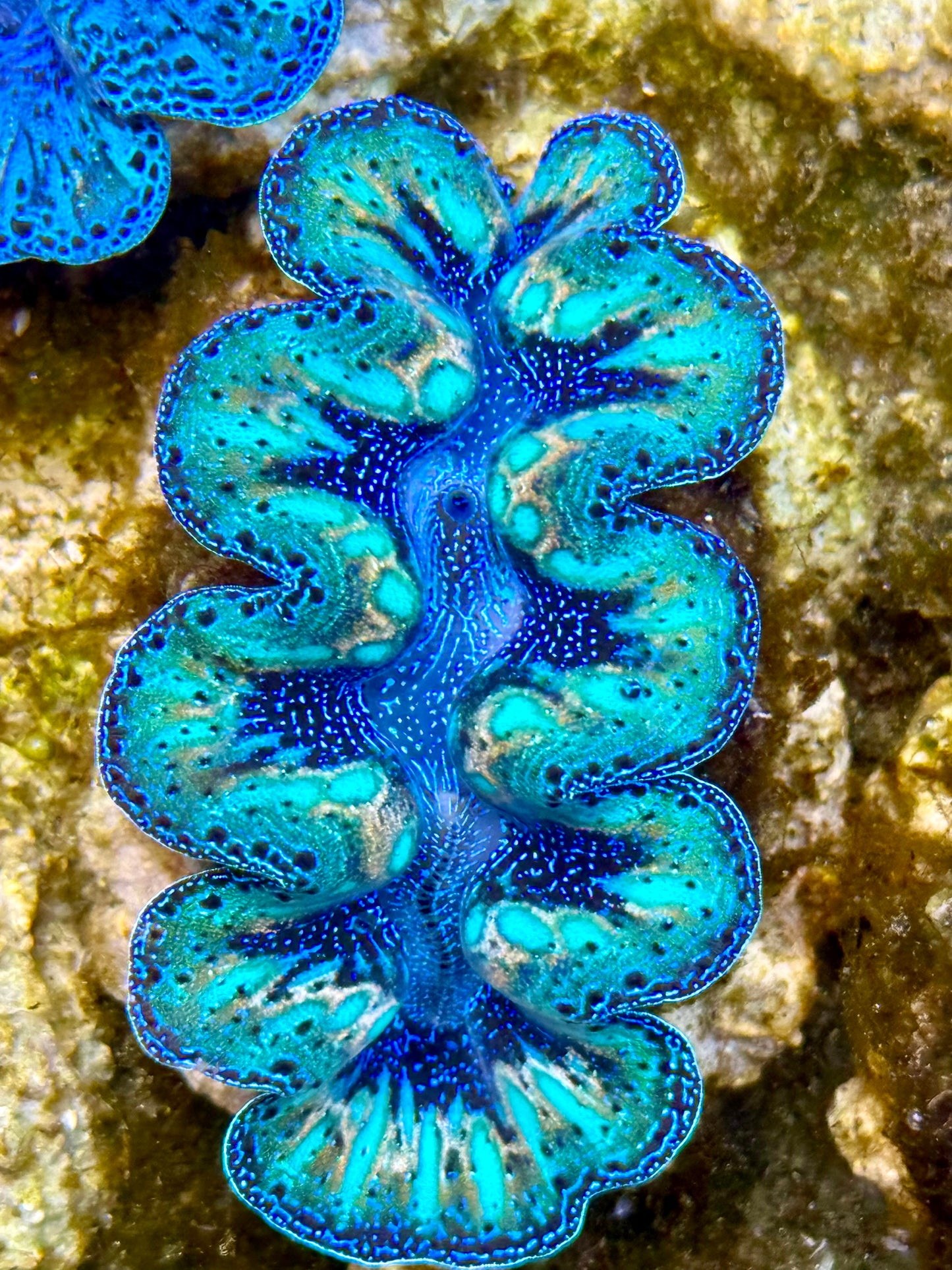 Captive Bred Cultured Rainbow Tridacna Clam 2” to 2.5 inches N