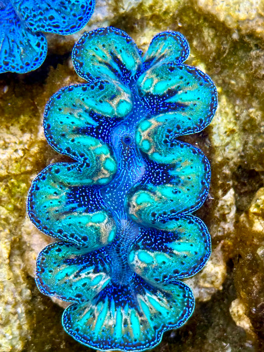 Captive Bred Cultured Rainbow Tridacna Clam 2” to 2.5 inches N