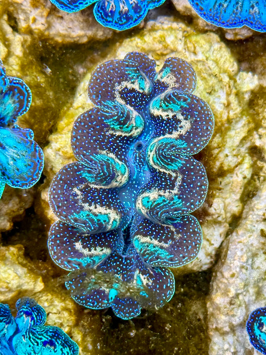 Captive Bred Cultured Rainbow Tridacna Clam 2” to 2.5 inches