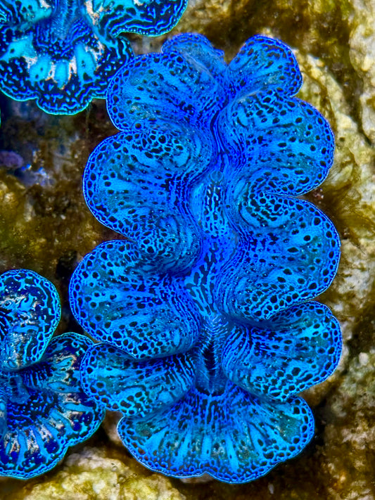 Captive Bred Cultured Rainbow Tridacna Clam 2” to 2.5 inches