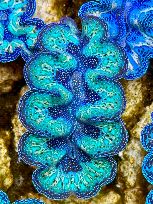 Captive Bred Cultured Rainbow Tridacna Clam 2” to 2.5 inches N