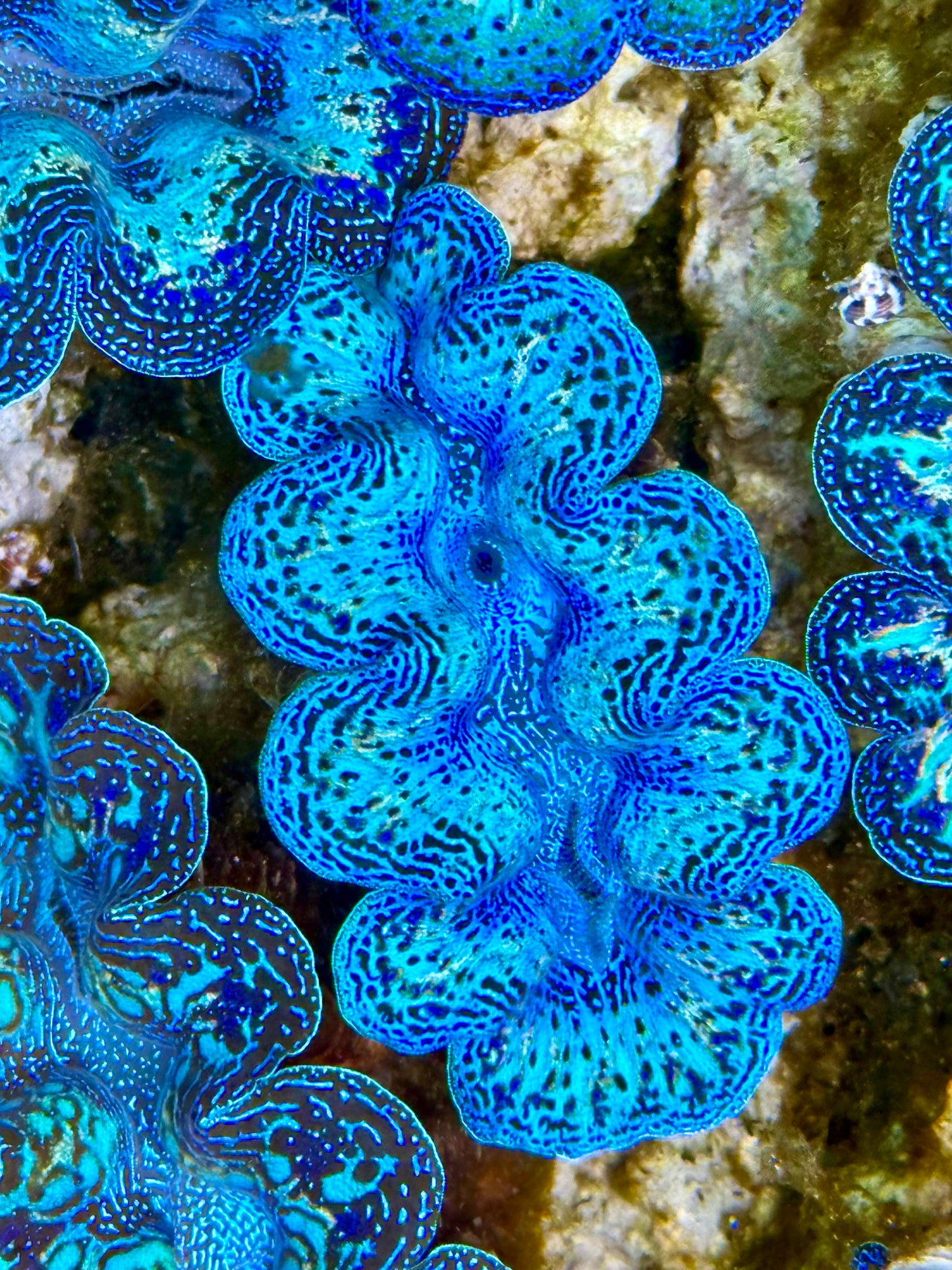 Captive Bred Cultured Rainbow Tridacna Clam 2” to 2.5 inches N