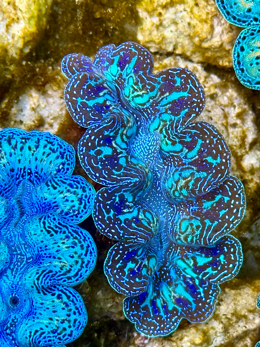 Captive Bred Cultured Rainbow Tridacna Clam 2” to 2.5 inches N