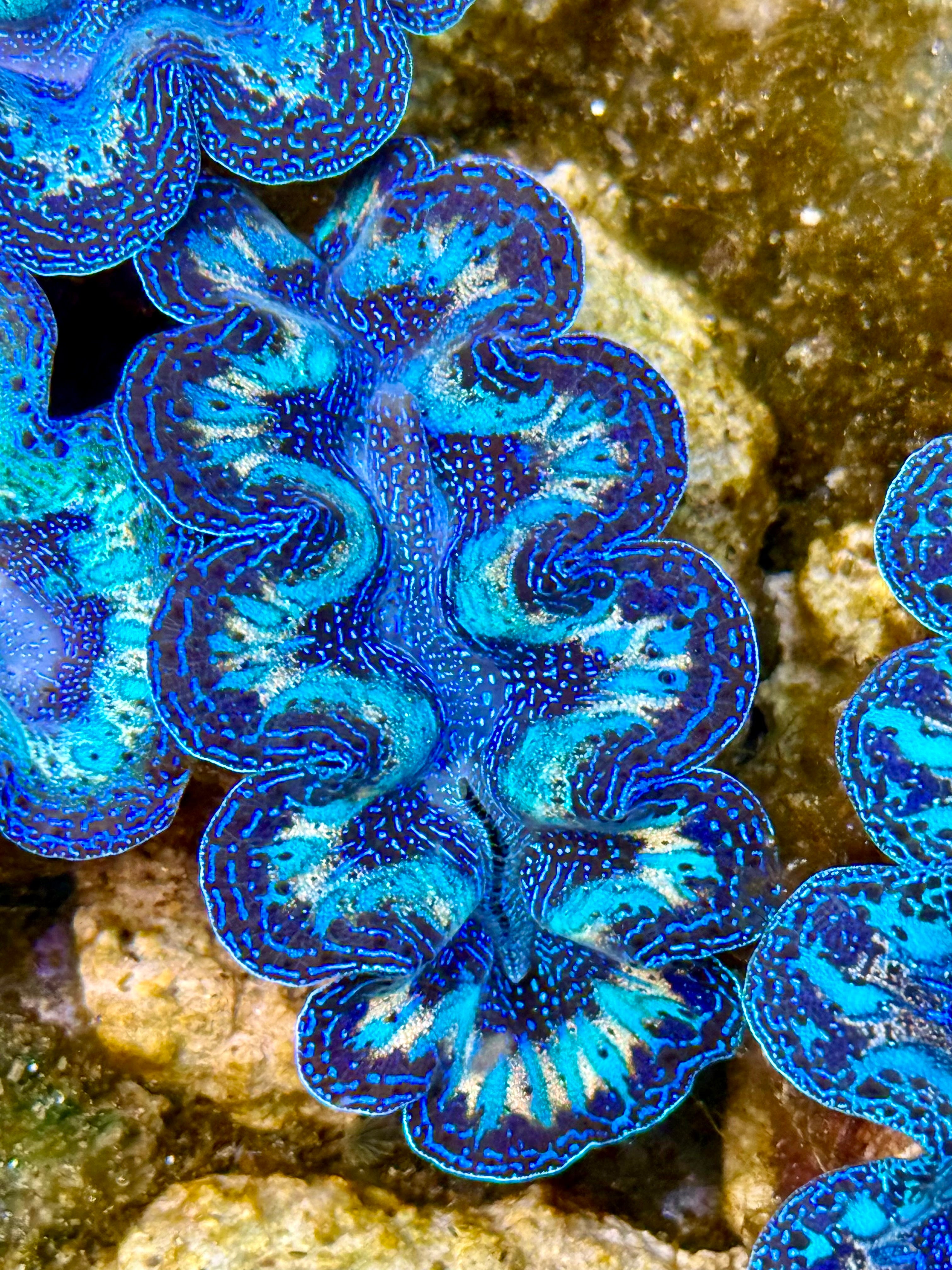 Captive Bred Cultured Rainbow Tridacna Clam 2” to 2.5 inches N – Clam Mania