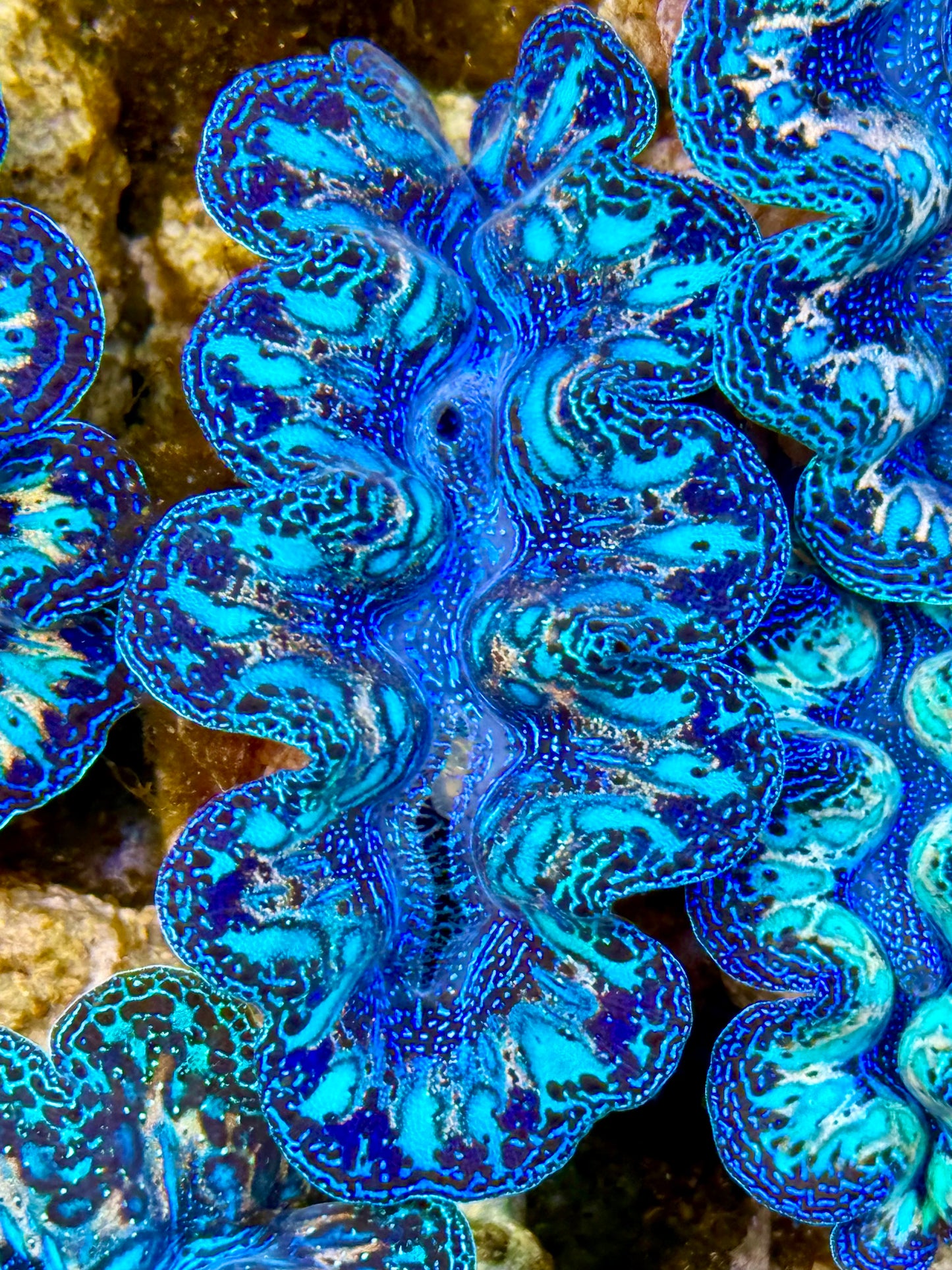 Captive Bred Cultured Rainbow Tridacna Clam 2” to 2.5 inches N