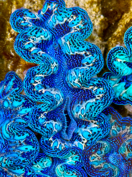 Captive Bred Cultured Rainbow Tridacna Clam 2” to 2.5 inches N