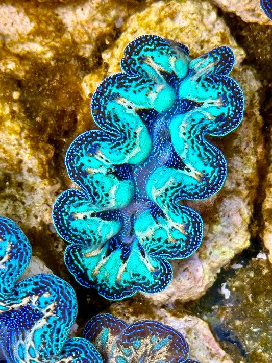 Captive Bred Cultured Rainbow Tridacna Clam 2” to 2.5 inches N