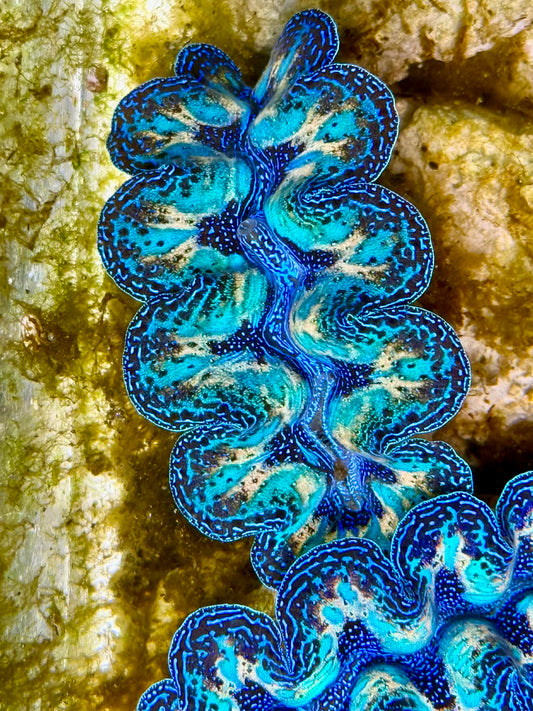 Captive Bred Cultured Rainbow Tridacna Clam 2” to 2.5 inches N