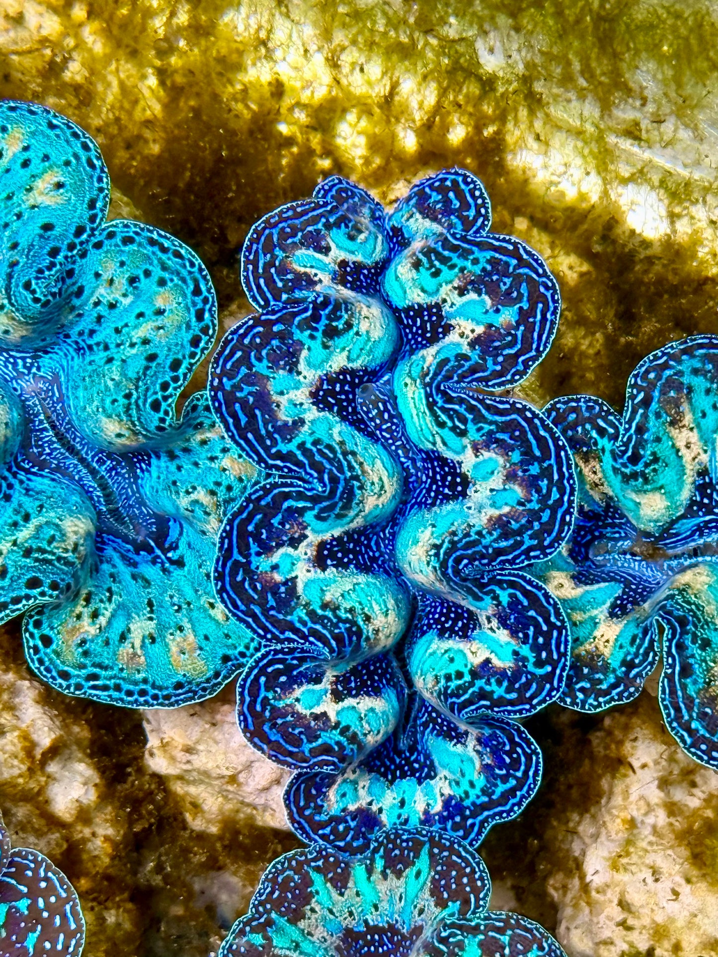 Captive Bred Cultured Rainbow Tridacna Clam 2” to 2.5 inches N