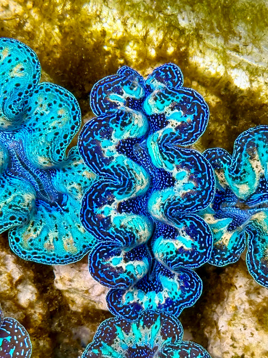 Captive Bred Cultured Rainbow Tridacna Clam 2” to 2.5 inches N