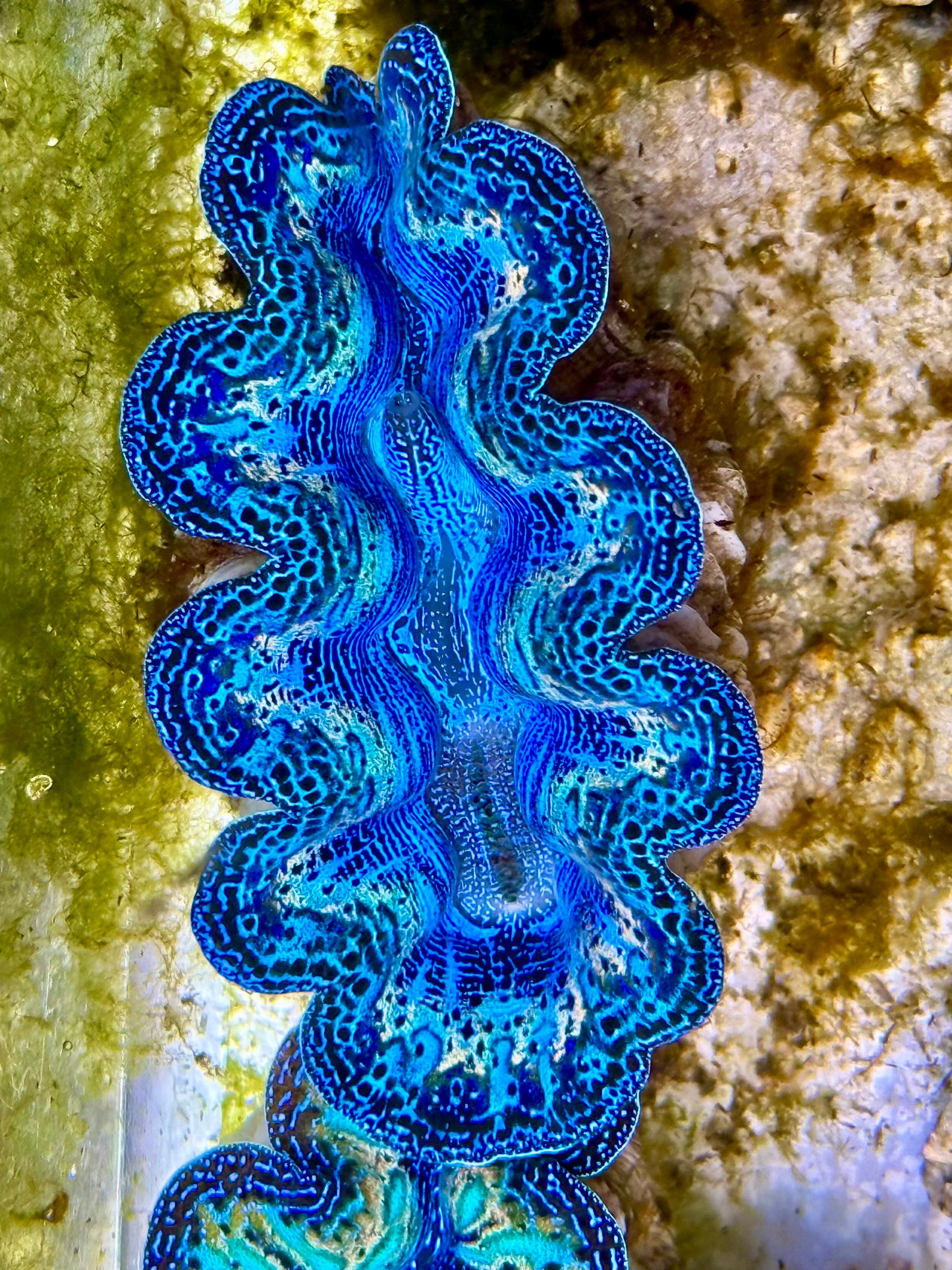 Captive Bred Cultured Rainbow Tridacna Clam 2” to 2.5 inches N