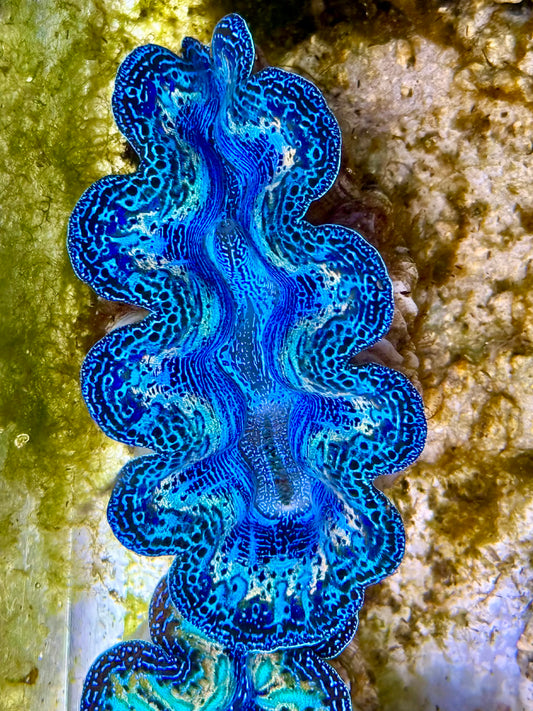 Captive Bred Cultured Rainbow Tridacna Clam 2” to 2.5 inches N