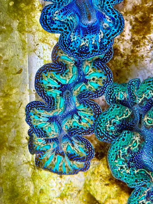 Captive Bred Cultured Rainbow Tridacna Clam 2” to 2.5 inches N