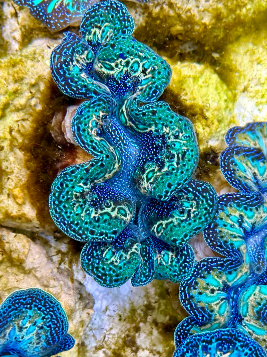 Captive Bred Cultured Rainbow Tridacna Clam 2” to 2.5 inches N