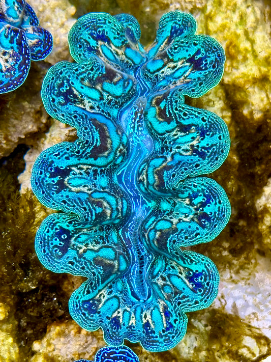 Captive Bred Cultured Rainbow Tridacna Clam 2” to 2.5 inches N