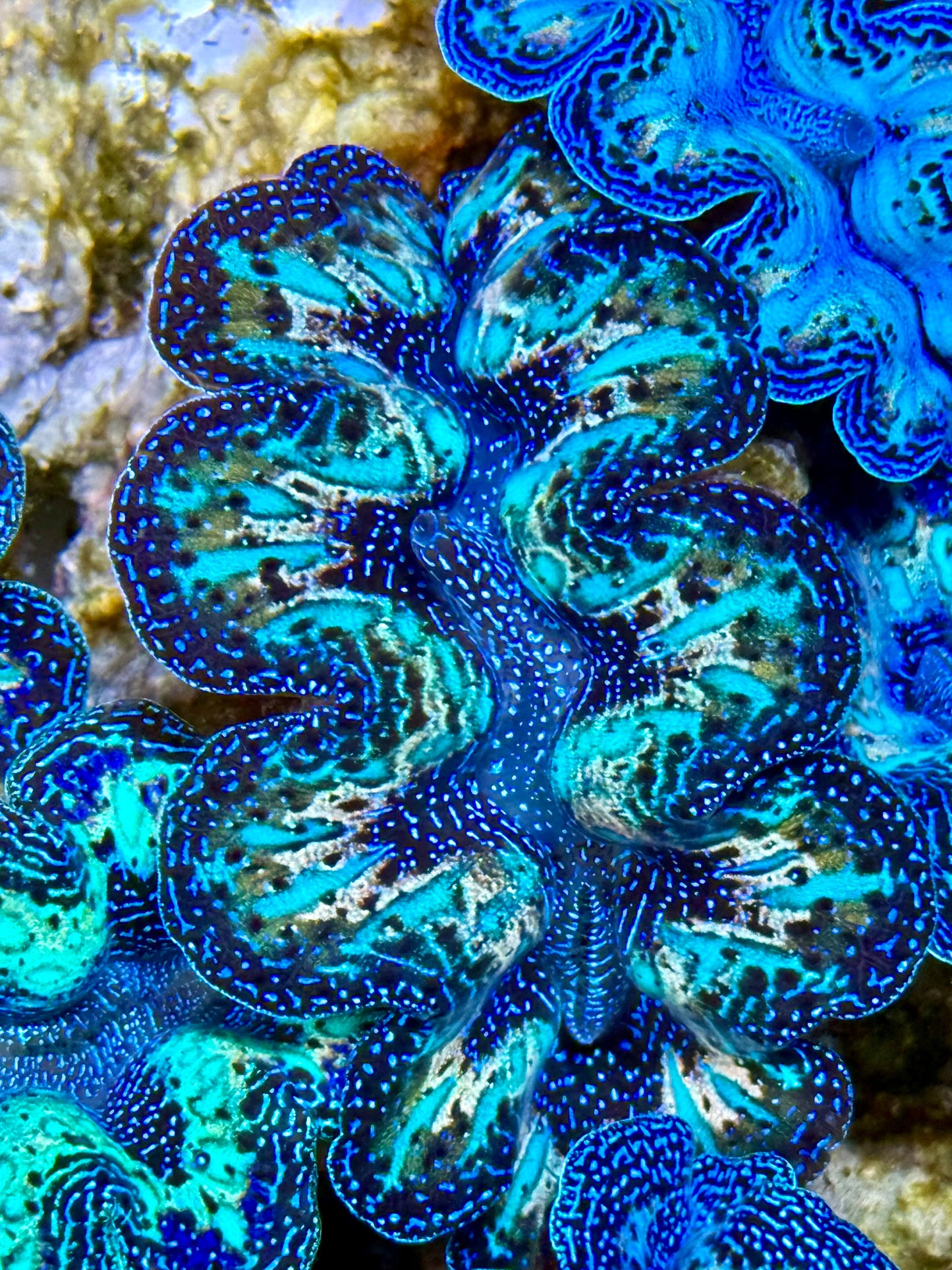 Captive Bred Cultured Rainbow Tridacna Clam 2” to 2.5 inches O