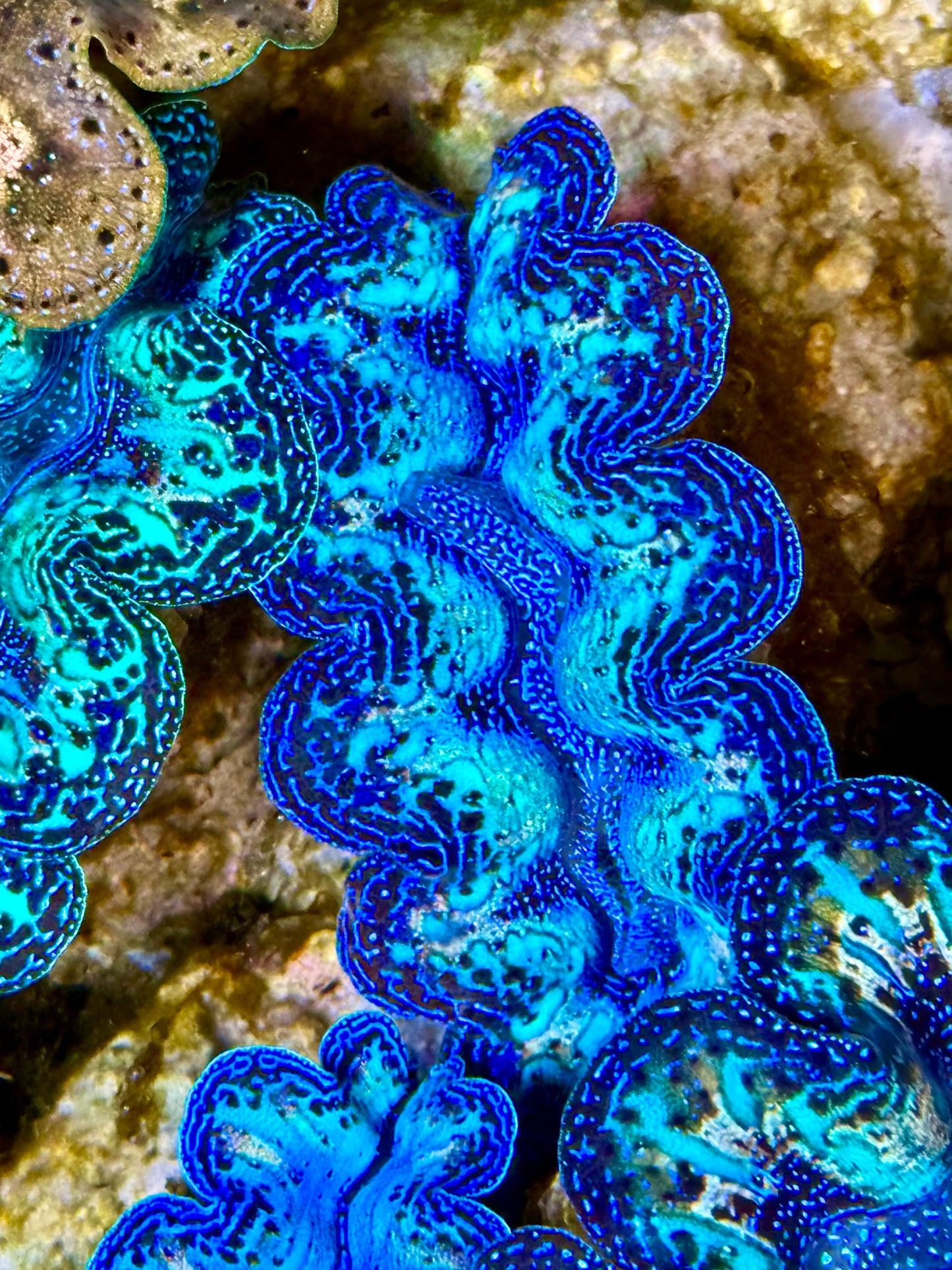 Captive Bred Cultured Rainbow Tridacna Clam 2” to 2.5 inches O