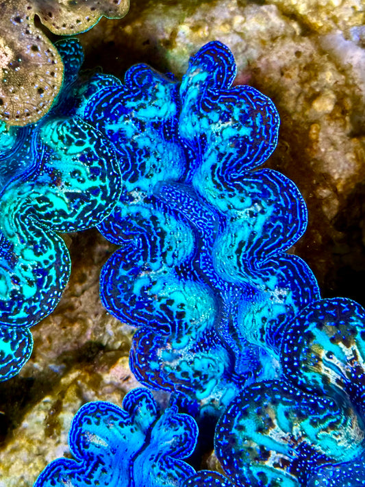 Captive Bred Cultured Rainbow Tridacna Clam 2” to 2.5 inches O