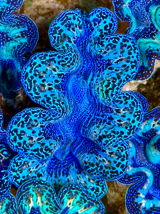 Captive Bred Cultured Rainbow Tridacna Clam 2” to 2.5 inches O