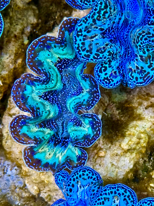 Captive Bred Cultured Rainbow Tridacna Clam 2” to 2.5 inches O