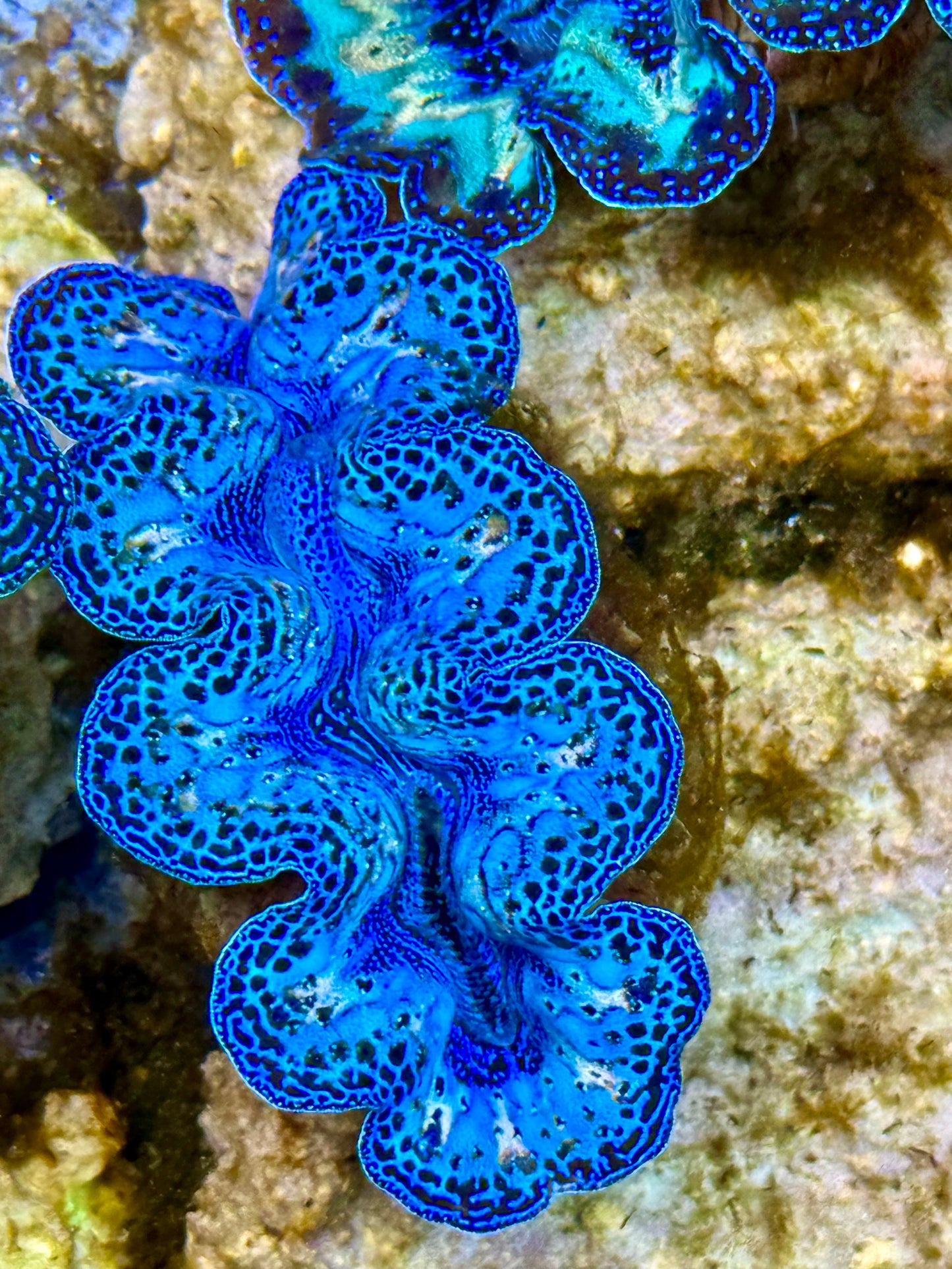 Captive Bred Cultured Rainbow Tridacna Clam 2” to 2.5 inches O