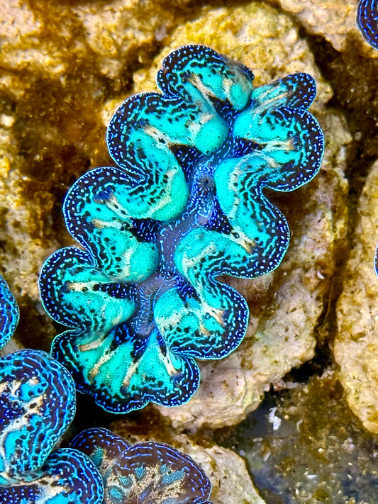 Captive Bred Cultured Rainbow Tridacna Clam 2” to 2.5 inches O