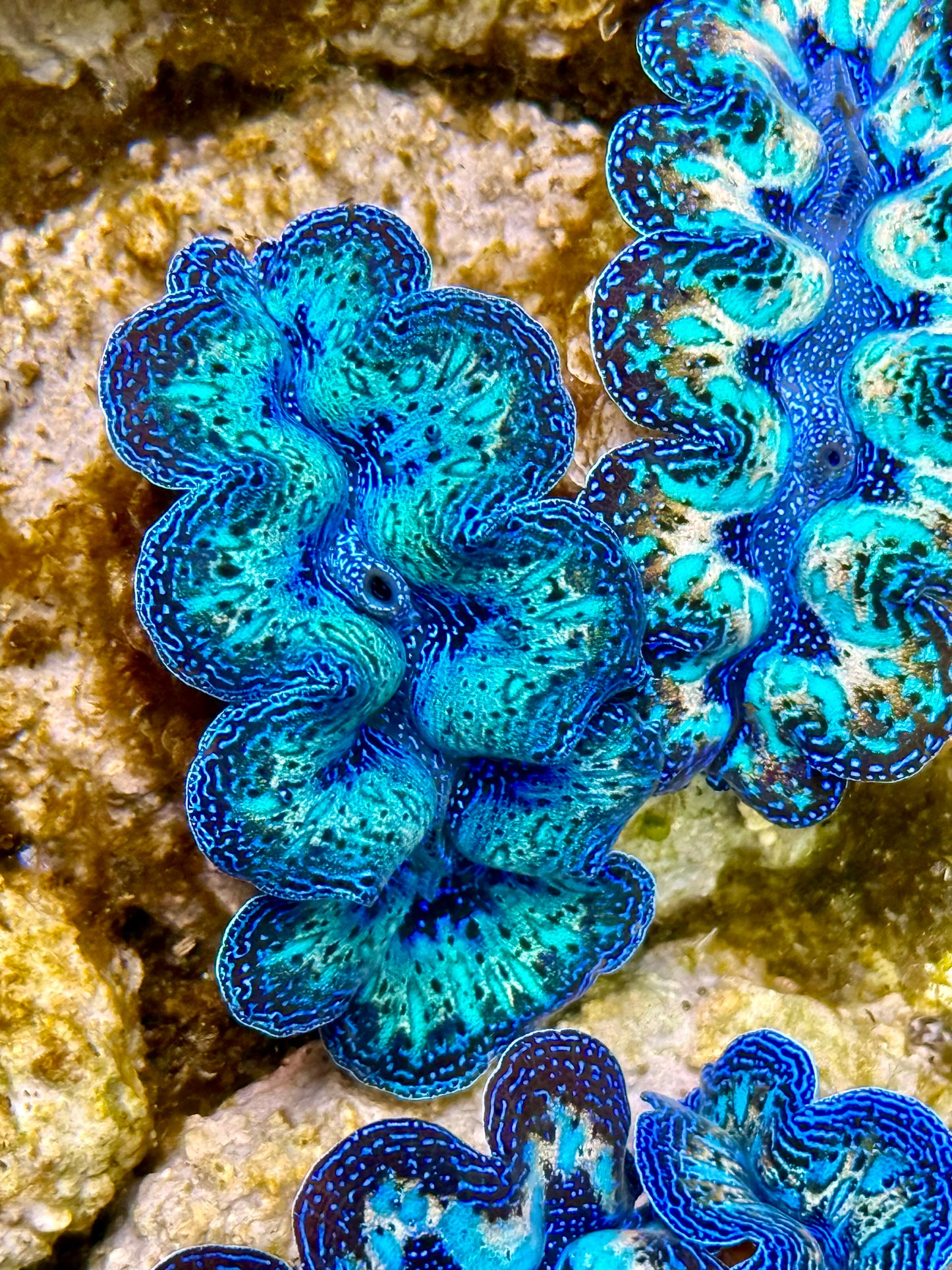 Captive Bred Cultured Rainbow Tridacna Clam 2” to 2.5 inches