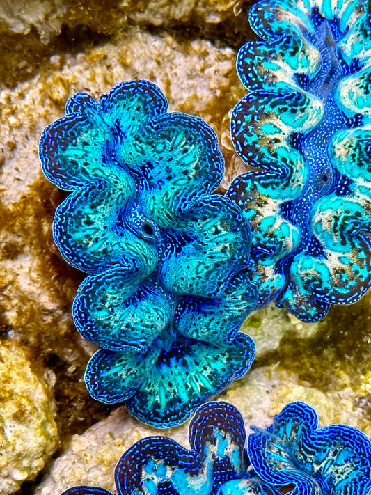 Captive Bred Cultured Rainbow Tridacna Clam 2” to 2.5 inches